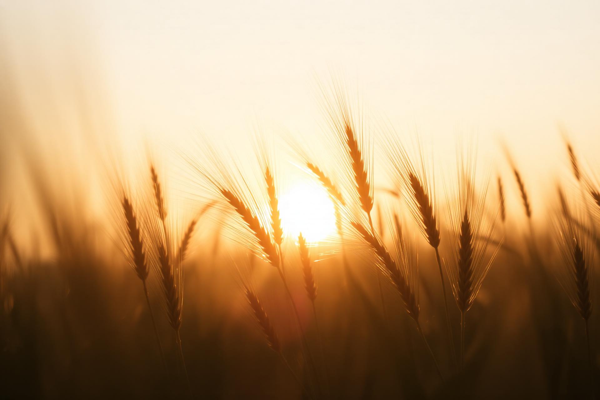 Barley field at golden hour